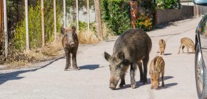 Des sangliers en ville, près d'une voiture