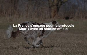 La France s'engage pour le protocole Matrix avec un soutien officiel