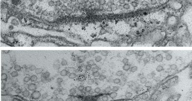 L'activité neuronale favorise la maturation des connexions pour des transmetteurs de signaux optimaux.