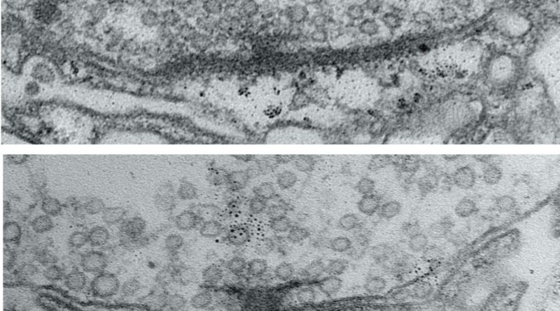 L'activité neuronale favorise la maturation des connexions pour des transmetteurs de signaux optimaux.