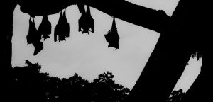 Silhouettes en noir et blanc de chauve-souris suspendues sur un arbre