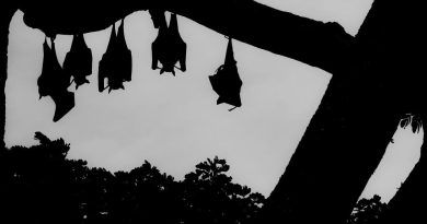 Silhouettes en noir et blanc de chauve-souris suspendues sur un arbre