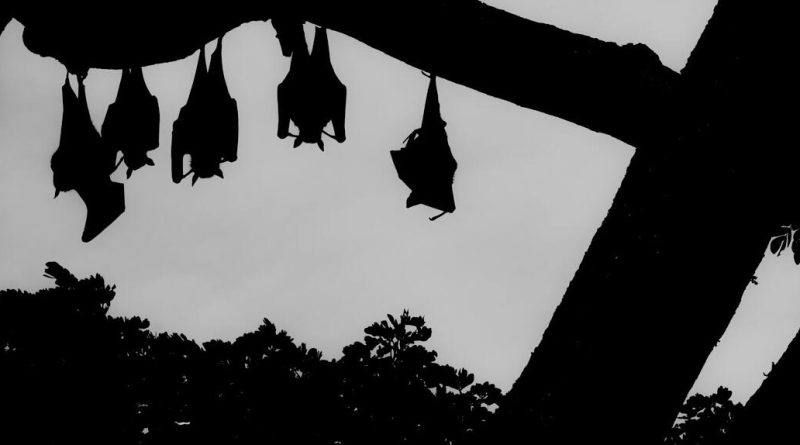 Silhouettes en noir et blanc de chauve-souris suspendues sur un arbre