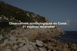 Observations ornithologiques en Corse : 51 espèces recensées