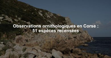 Observations ornithologiques en Corse : 51 espèces recensées