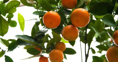 Une protéine améliore la tolérance des cultures face à la maladie de la décoloration des agrumes.