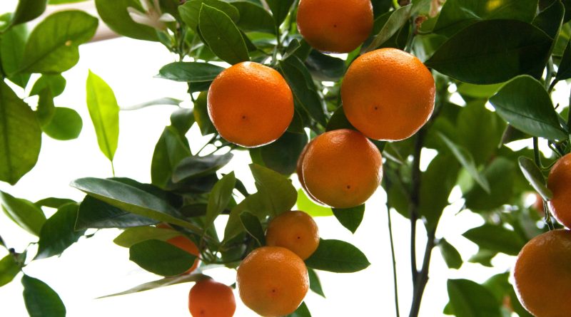 Une protéine améliore la tolérance des cultures face à la maladie de la décoloration des agrumes.
