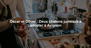 Oscar et Oliver : Deux chatons jumeaux à adopter à Avignon