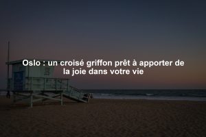 Oslo : un croisé griffon prêt à apporter de la joie dans votre vie