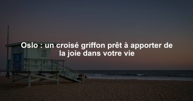 Oslo : un croisé griffon prêt à apporter de la joie dans votre vie