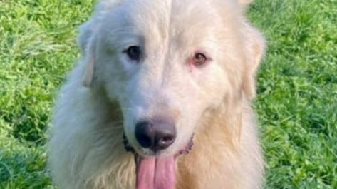 Photo fournie par la SPA