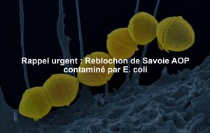 Rappel urgent : Reblochon de Savoie AOP contaminé par E. coli