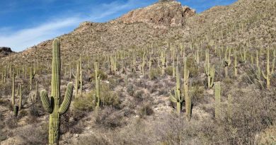 Researchers measure vibrations of saguaro cacti to better understand their resilience La sismologie au service de la botanique : un géologue étudie les saguaros par les vibrations.