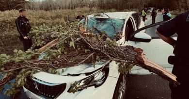 Tempête Benjamin : un arbre s'effondre sur une voiture en Gironde, conducteur blessé