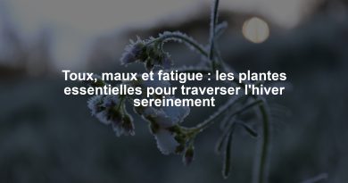 Toux, maux et fatigue : les plantes essentielles pour traverser l'hiver sereinement