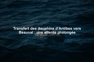 Transfert des dauphins d'Antibes vers Beauval : une attente prolongée