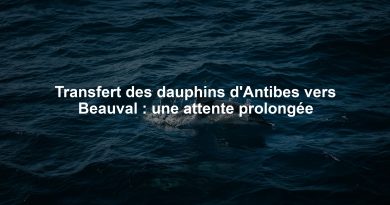 Transfert des dauphins d'Antibes vers Beauval : une attente prolongée