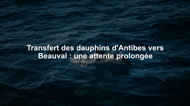 Transfert des dauphins d'Antibes vers Beauval : une attente prolongée