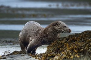 Une loutre testée positive à la grippe aviaire : un cas inédit dans les Landes