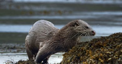 Une loutre testée positive à la grippe aviaire : un cas inédit dans les Landes