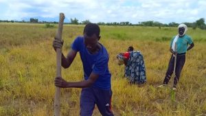 Au Tchad, des champs écoles paysans pour renforcer la sécurité alimentaire