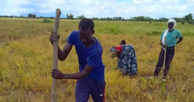 Au Tchad, des champs écoles paysans pour renforcer la sécurité alimentaire