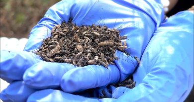 Une nouvelle technique d'IA pourrait améliorer l'analyse judiciaire des crimes violents.