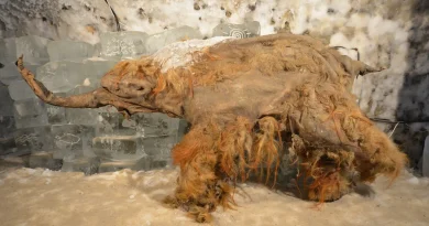A preserved woolly mammoth with a reddish brown coat stands with its trunk outstretched.