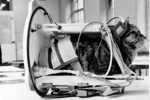 Le 18 octobre : Félicette, la première chatte de l’espace, entre dans l'histoire de la France
