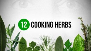 12 herbes essentielles pour tous les cuisiniers !