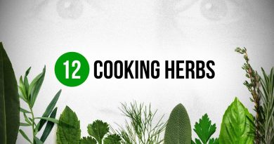 12 herbes essentielles pour tous les cuisiniers !