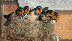 Faune Deux-Sèvres : un site participatif pour collecter des données naturalistes