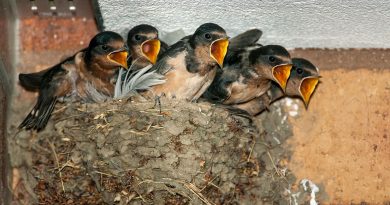 Faune Deux-Sèvres : un site participatif pour collecter des données naturalistes