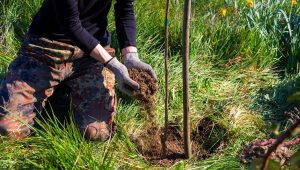 À la fin de l'automne, les conditions optimales pour le développement des racines des plantes