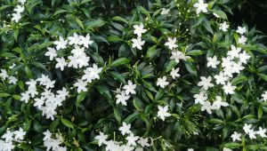 Viorne, clématite et jasmin : les végétaux d'ornement qui fleurissent en hiver