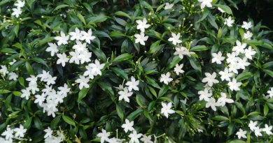 Viorne, clématite et jasmin : les végétaux d'ornement qui fleurissent en hiver