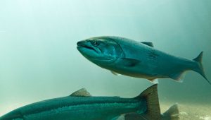 Saumon d'élevage : révélations sur les impacts environnementaux de l'industrie