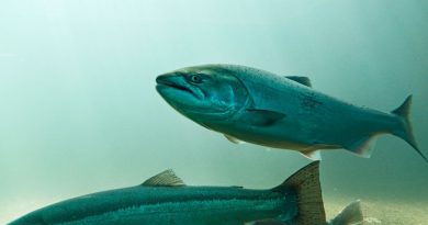 Saumon d'élevage : révélations sur les impacts environnementaux de l'industrie