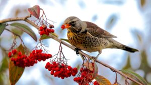 Sorbier des oiseleurs : découvrez ses caractéristiques et ses usages