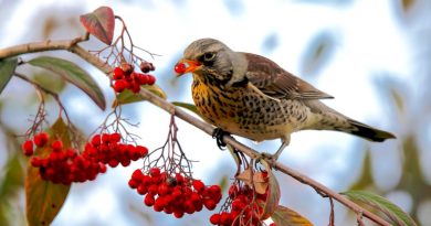 Sorbier des oiseleurs : découvrez ses caractéristiques et ses usages