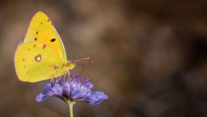 Le papillon flamboyant, un insecte emblématique de nos campagnes en automne