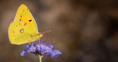 Le papillon flamboyant, un insecte emblématique de nos campagnes en automne