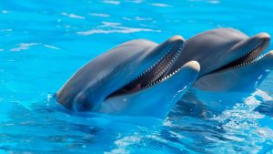 Zoo de Beauval : controverses sur le projet d'accueil des dauphins de Marineland