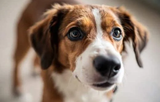 Ces vidéos de soldats accueillis par leurs chiens sont-elles authentiques ? Analyse des preuves