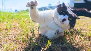 150 Chats Amicaux sur l'Île des Chats au Japon : Mon Séjour