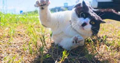 150 Chats Amicaux sur l'Île des Chats au Japon : Mon Séjour