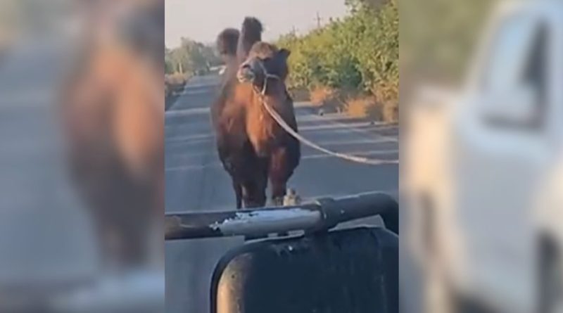 Guerre en Ukraine : l'armée russe utilise des chameaux, une stratégie surprenante expliquée