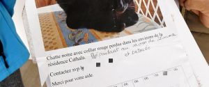 Carcassonne : 1 500 chats recensés chez une sexagénaire, 400 cadavres découverts