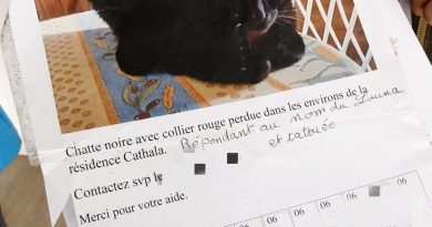 Carcassonne : 1 500 chats recensés chez une sexagénaire, 400 cadavres découverts