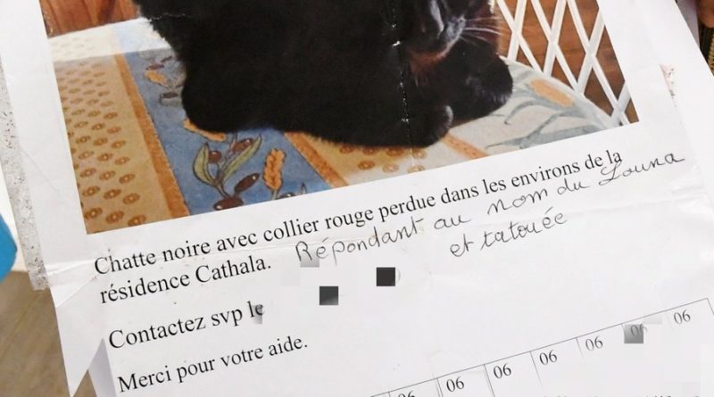 Carcassonne : 1 500 chats recensés chez une sexagénaire, 400 cadavres découverts